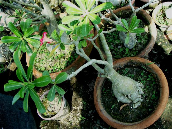 Adenium obesum